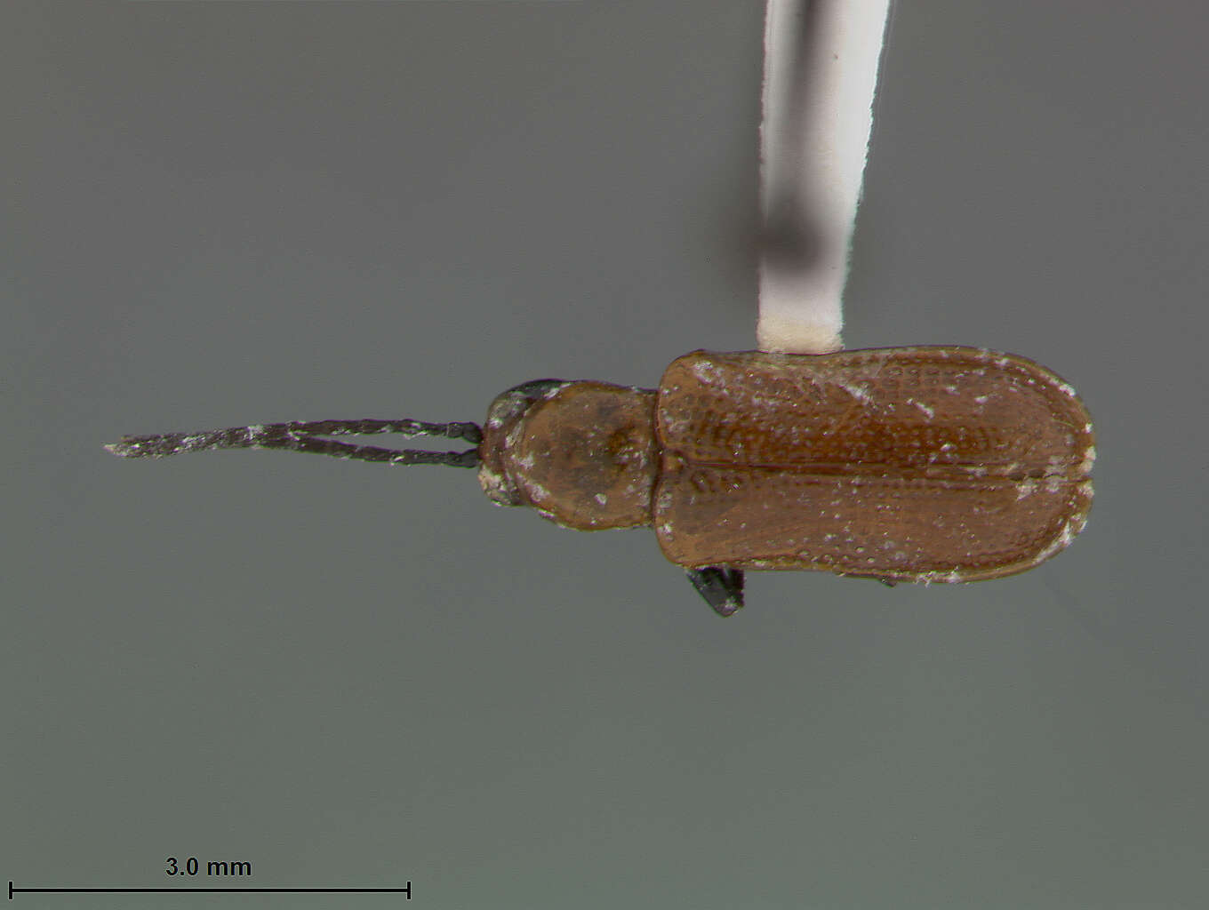 Image of Cephaloleia cylindrica Staines 1996