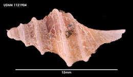 Plancia ëd Aforia multispiralis Dell 1990