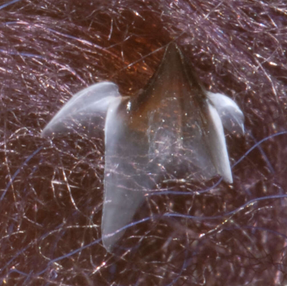 Image of Wonderful firefly squid