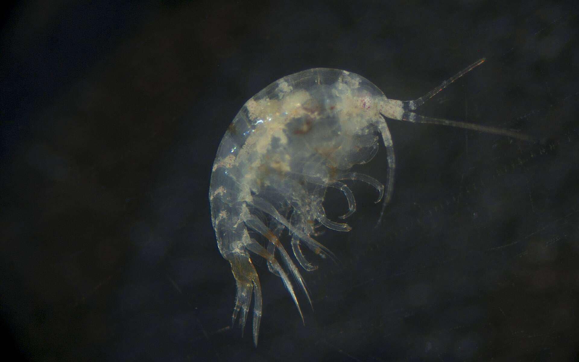 Image of Amphipoda