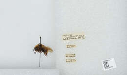 Image de Bombus insularis (Smith 1861)