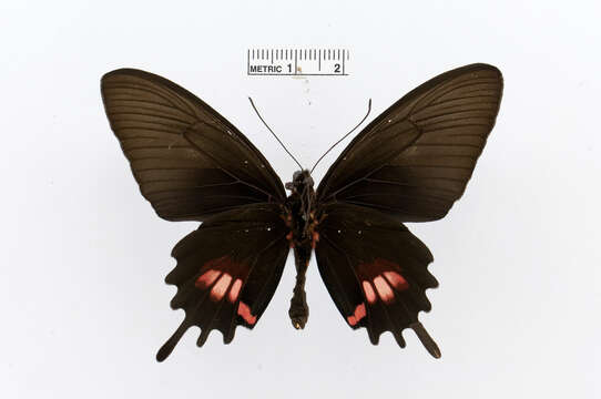 صورة Parides tros (Fabricius 1793)