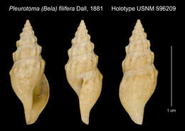 Image of Gymnobela filifera (Dall 1881)