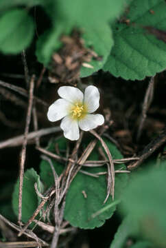 Слика од Sida jamaicensis L.