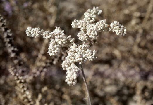 Imagem de Eriogonum annuum Nutt.