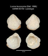 Image de Pleurolucina leucocyma (Dall 1886)