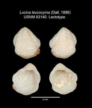 Image of Pleurolucina leucocyma (Dall 1886)