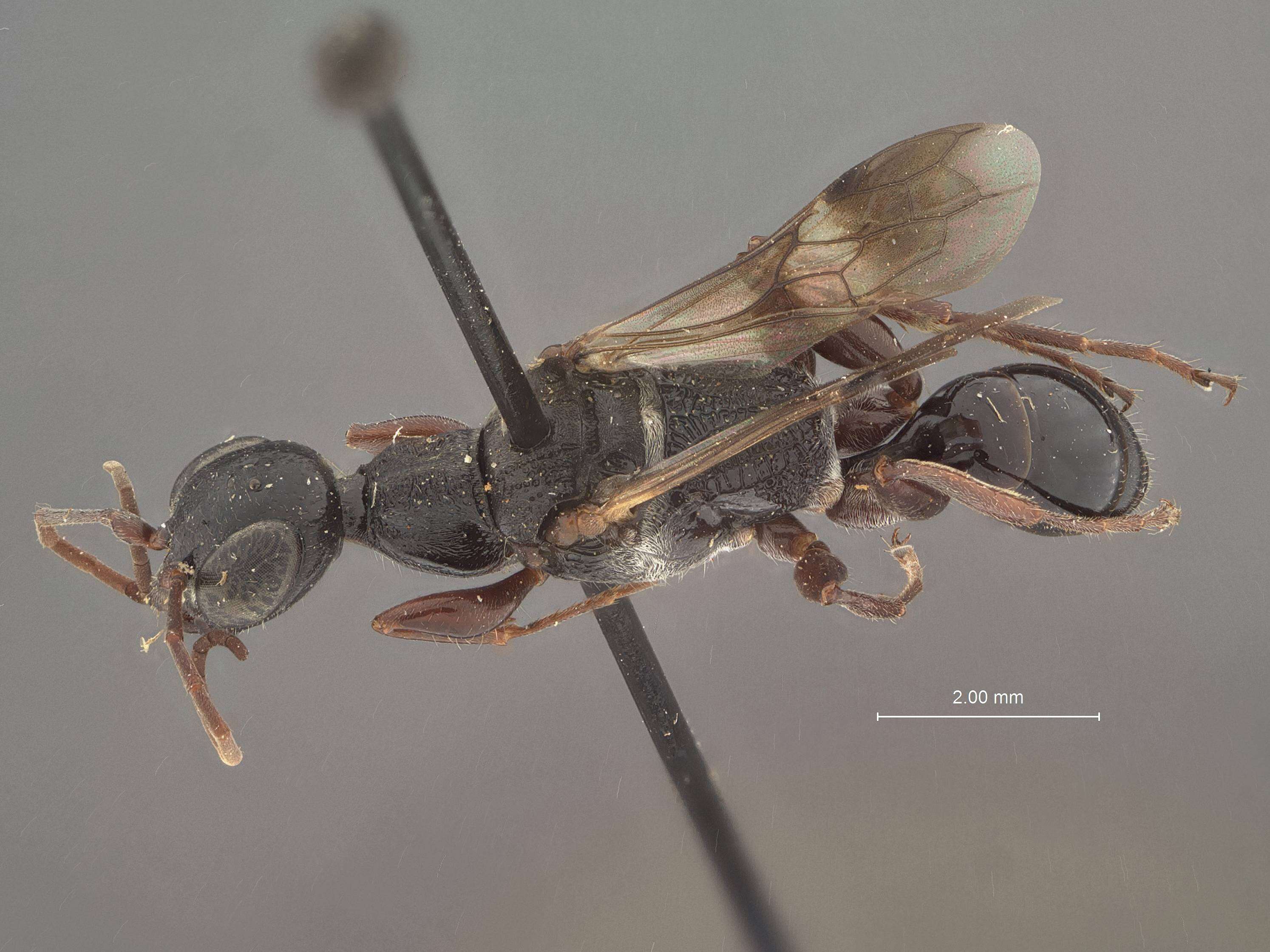 Image of Cockroach wasp