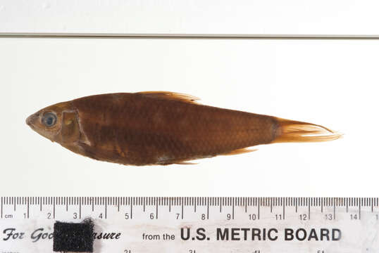 Image of Henicorhynchus lobatus Smith 1945