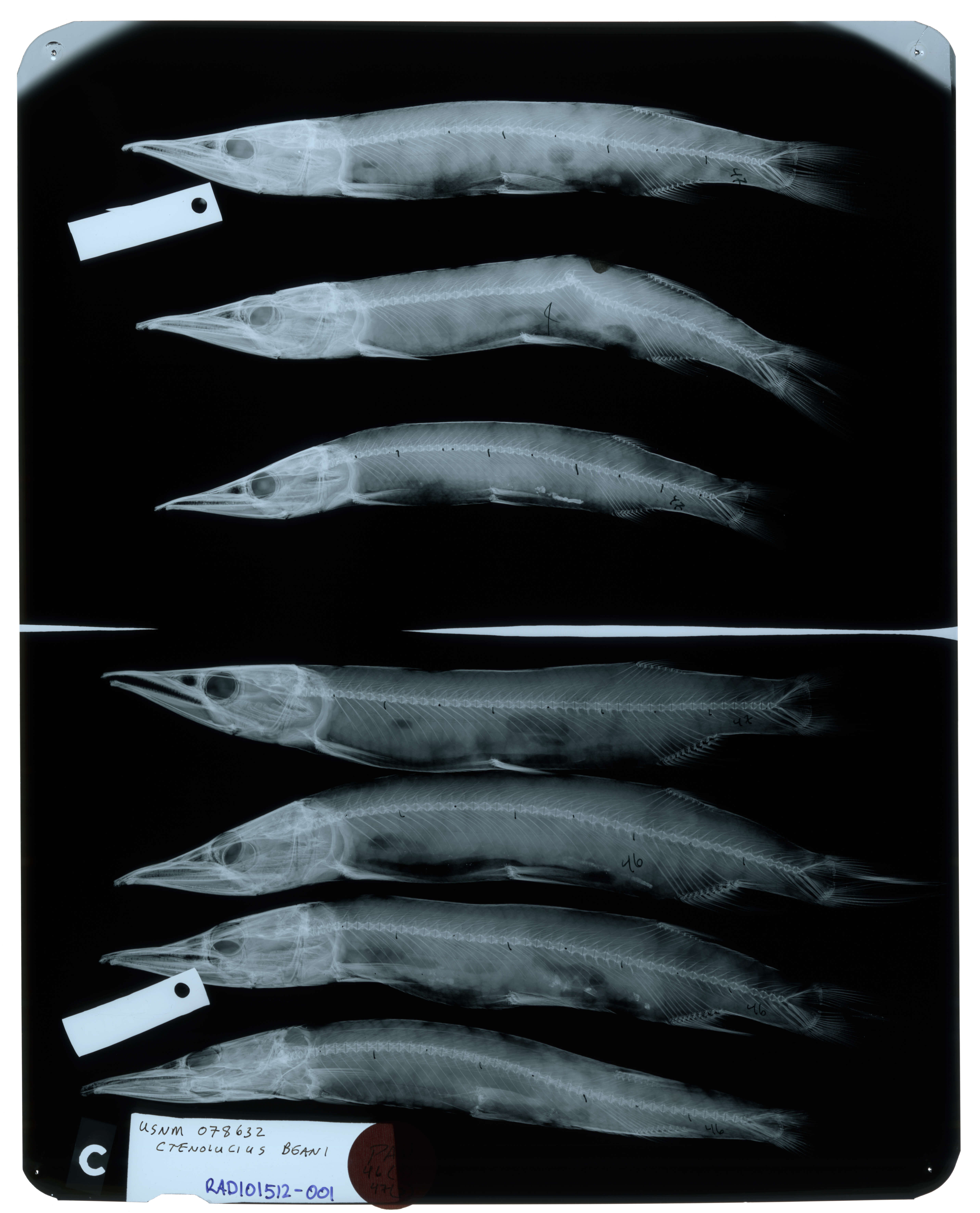 Image of Ctenolucius beani (Fowler 1907)