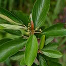 Image of Coussapoa oligocephala Donn. Sm.