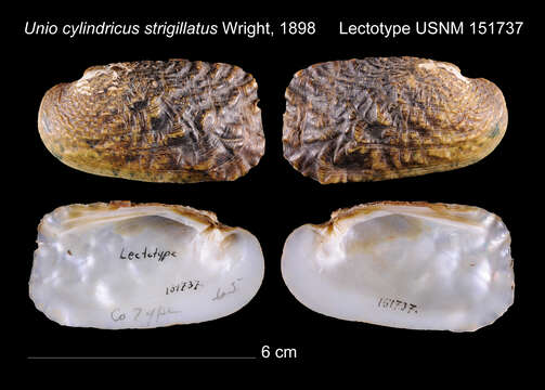 Image de Theliderma cylindrica (Say 1817)