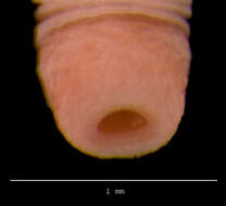 صورة <i>Trachelobdella bathyrajae</i>