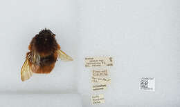 Слика од Bombus eximius Smith 1852