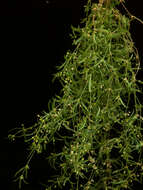 Image of green carpetweed