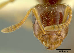 Imagem de <i>Lasius interjectus</i>