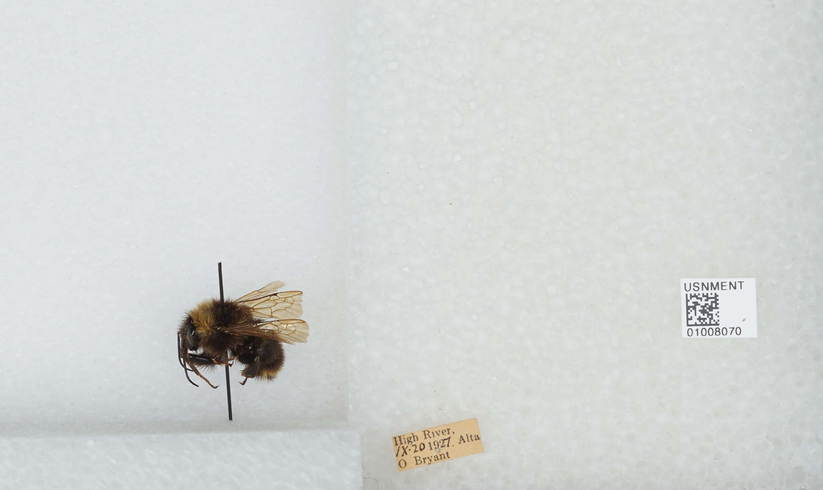 Imagem de Bombus californicus Smith 1854