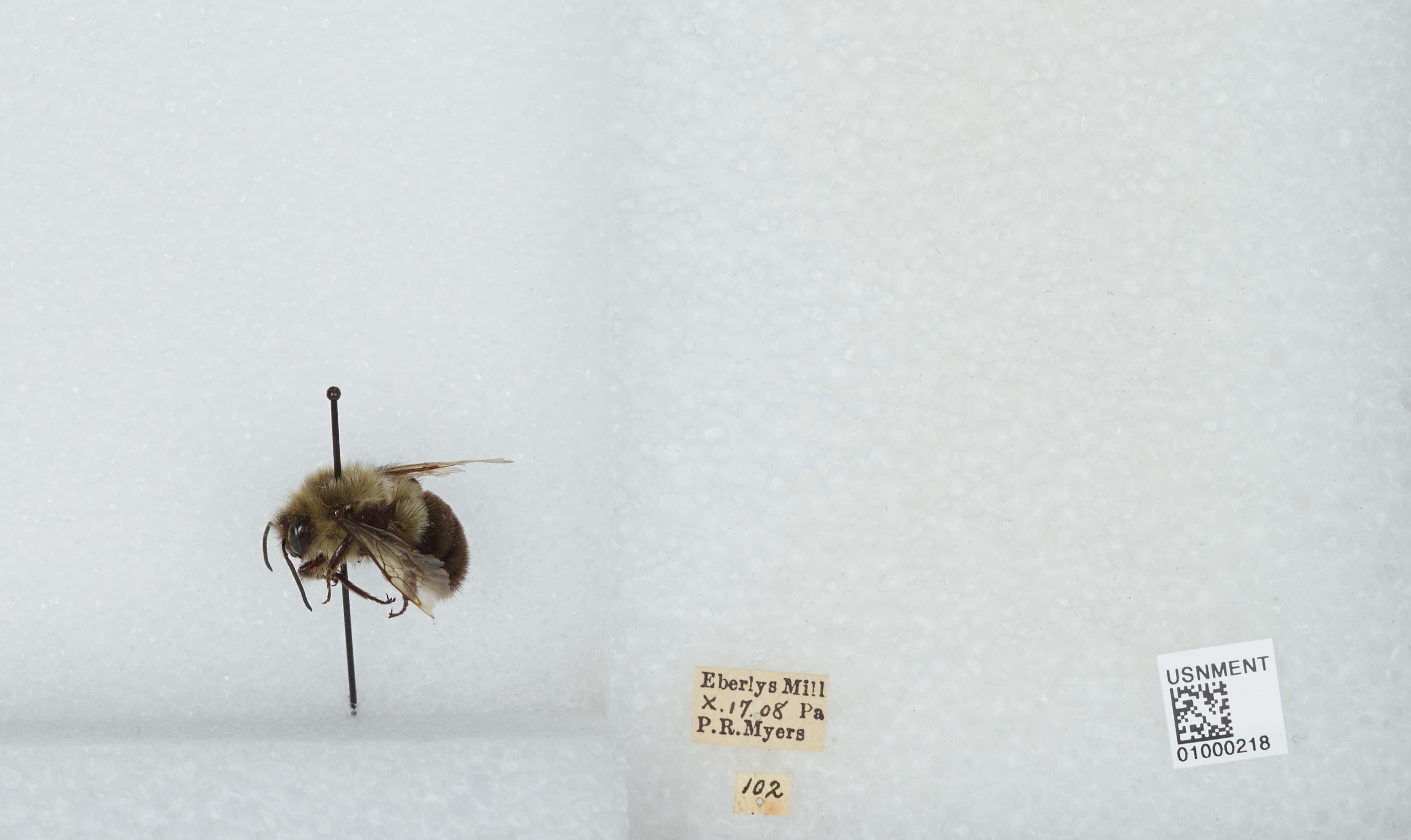 Image of Common Eastern Bumblebee