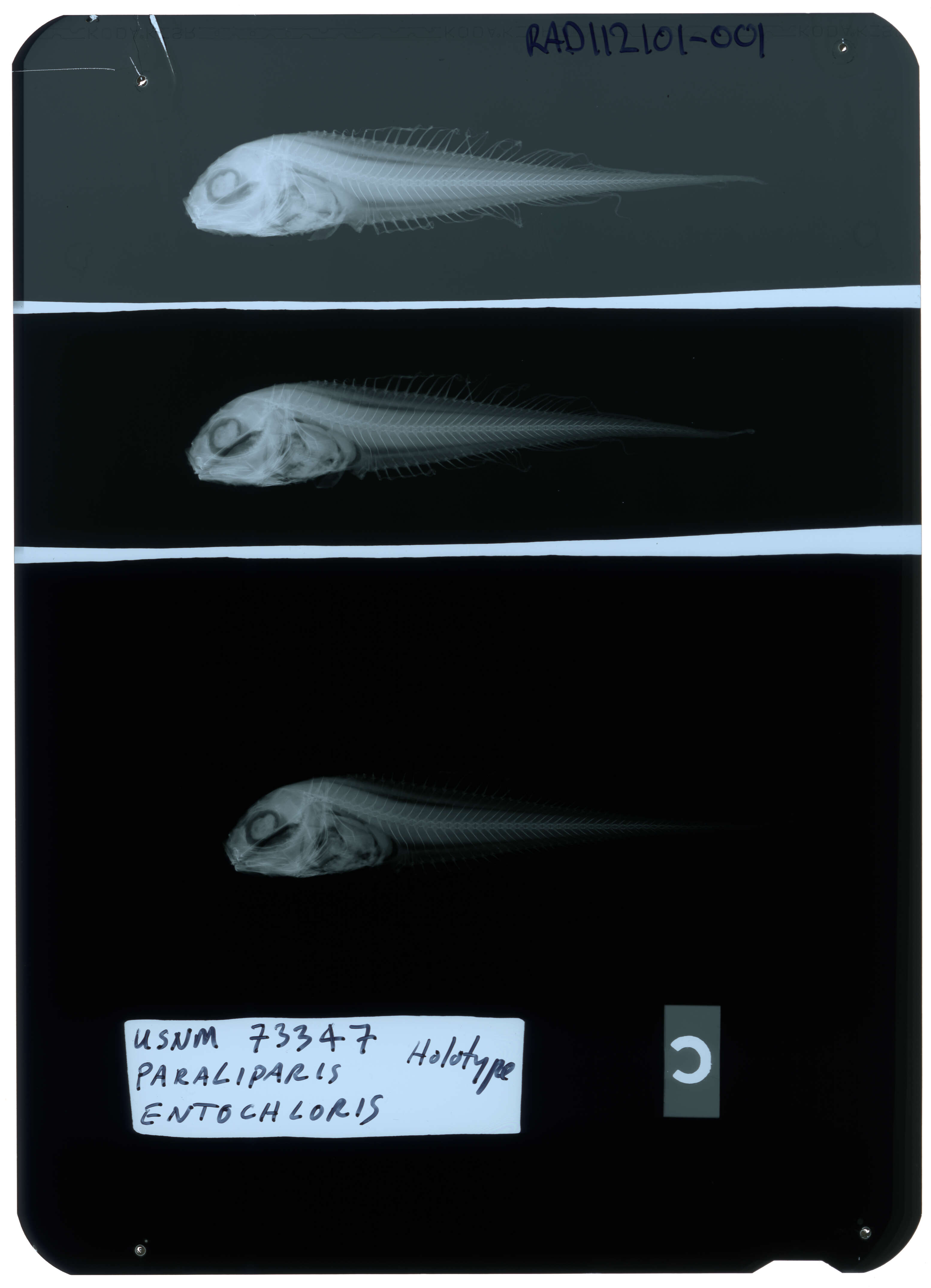 Image of Grass snailfish