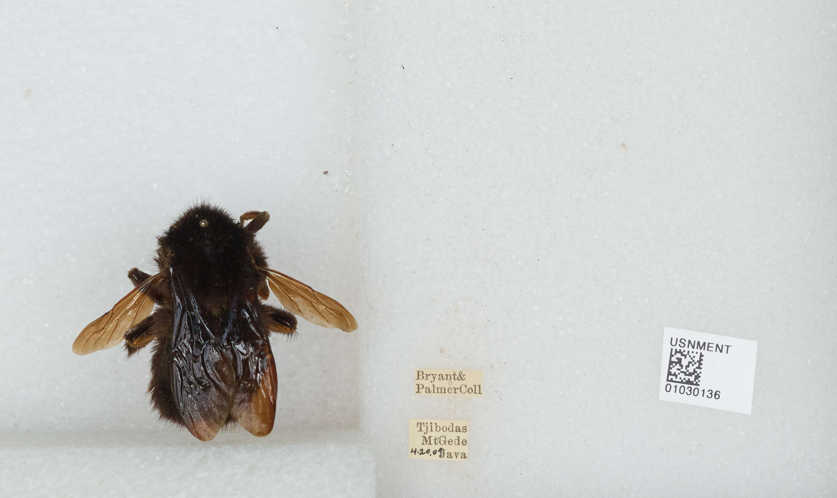 Image of Bombus rufipes Lepeletier 1836