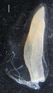 Sivun Sulculeolaria quadrivalvis de Blainville 1830 kuva