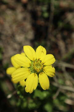 Image of Florida greeneyes