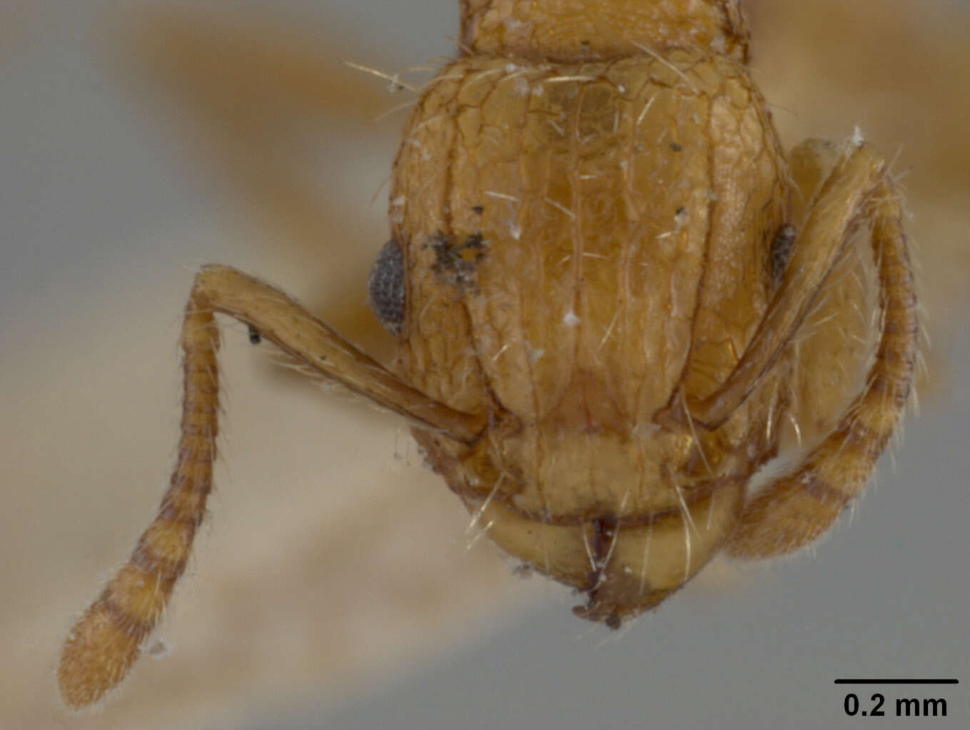 Image of Tetramorium melanogyna Mann 1919