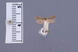 صورة Glyphidocera carribea Busck 1911