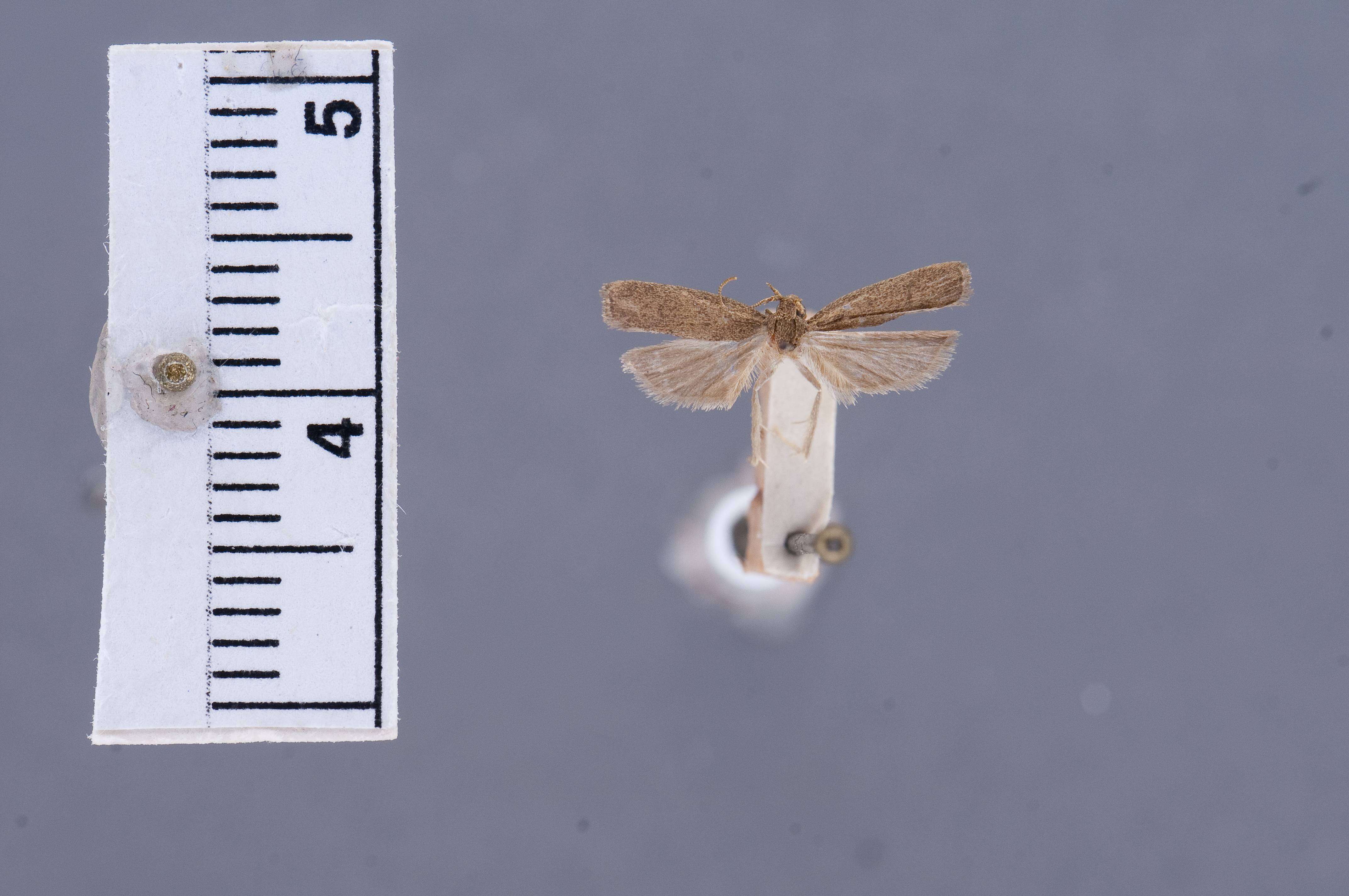 Image of Glyphidocera carribea Busck 1911