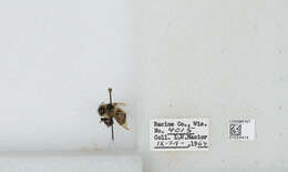 Слика од Bombus affinis Cresson 1864