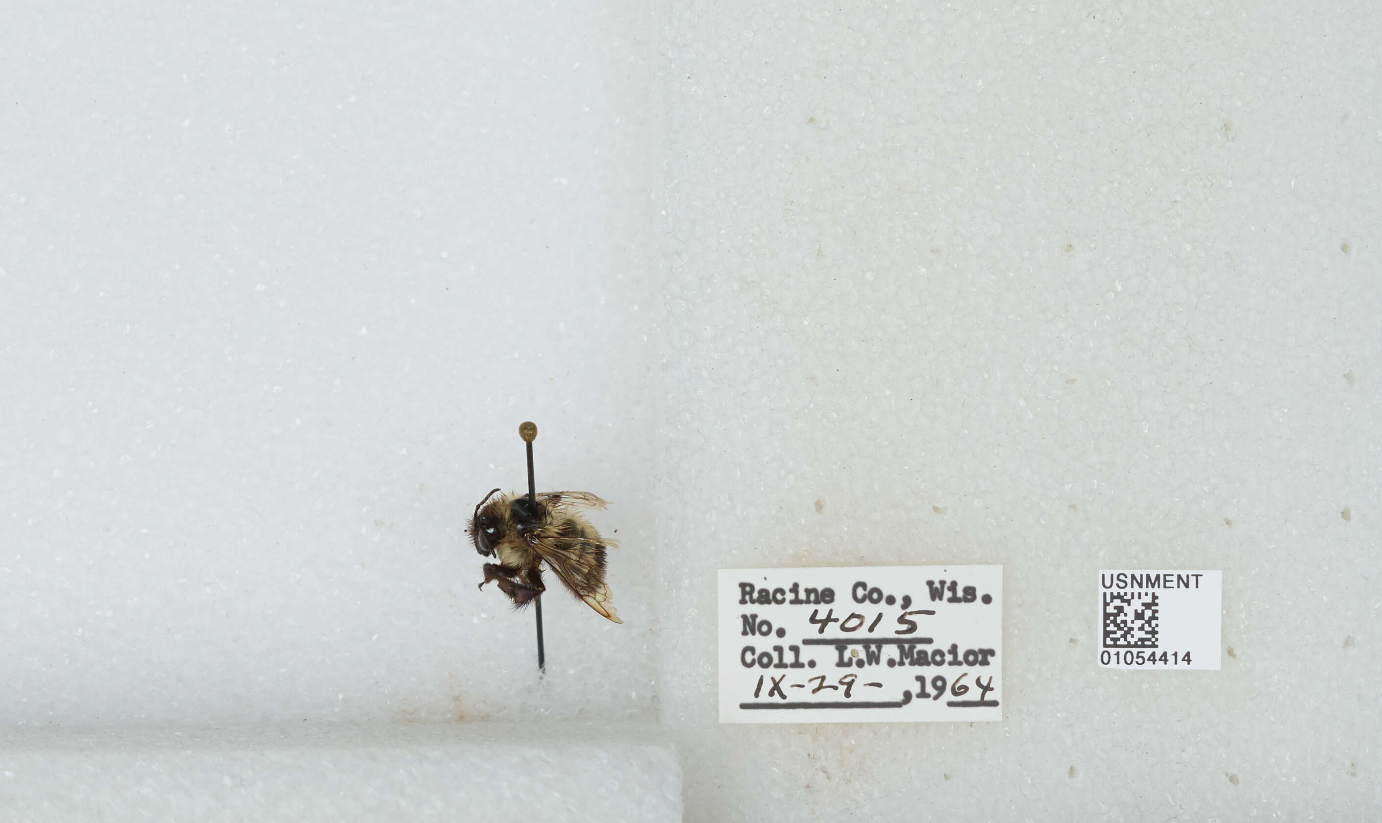 Слика од Bombus affinis Cresson 1864