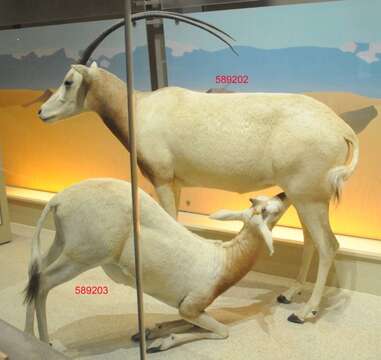 Image of Scimitar-horned Oryx