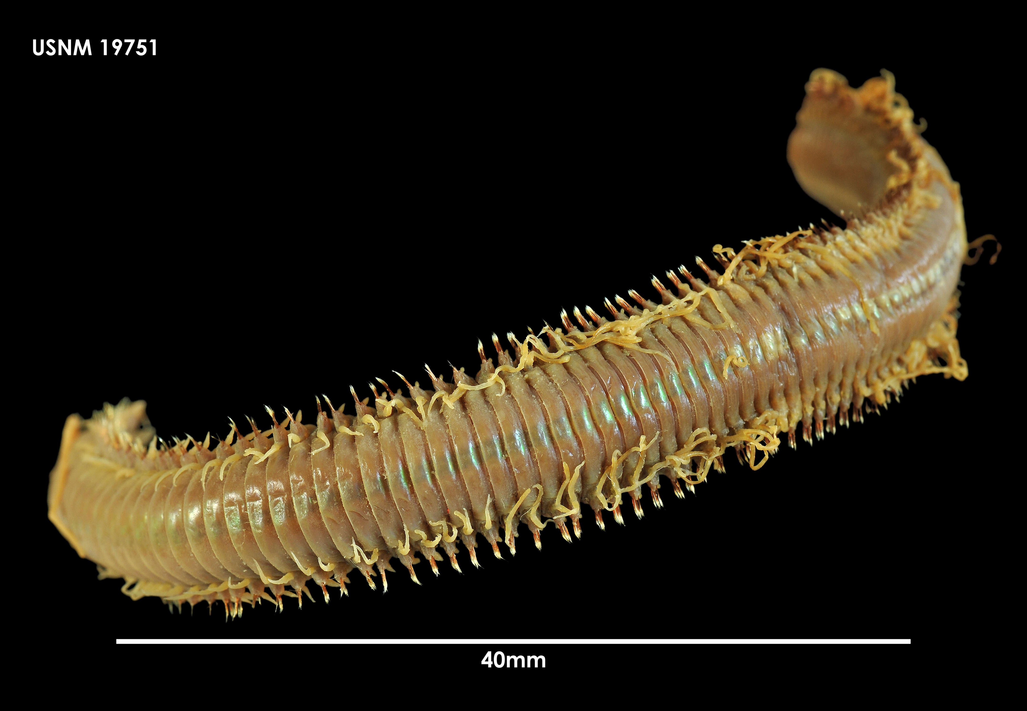 Image of Tube Building Worm