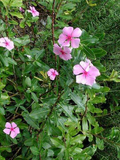 Image of Madagascar periwinkle