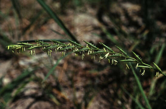 Elymus smithii (Rydb.) Gould的圖片