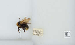 Image de Bombus insularis (Smith 1861)