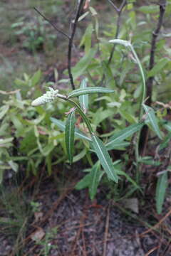 Image of dense-spike blackroot