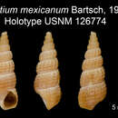 Image of Bittium mexicanum Bartsch 1911