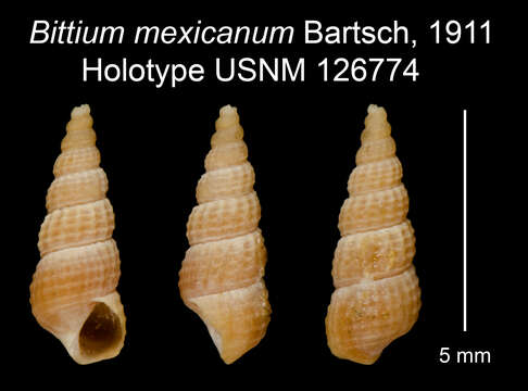 Image of Bittium mexicanum Bartsch 1911