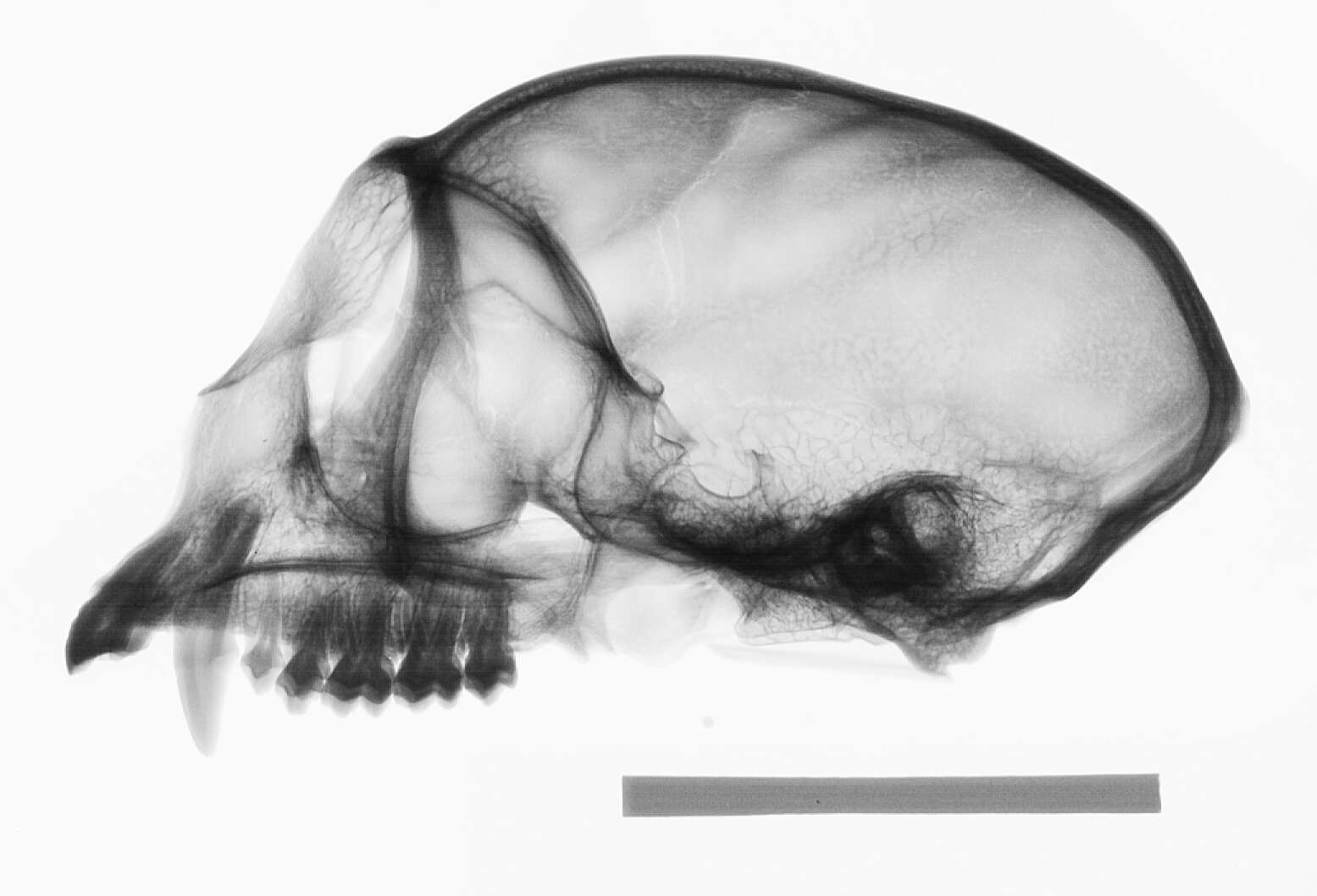 Image of Cercopithecus cephus cephus (Linnaeus 1758)