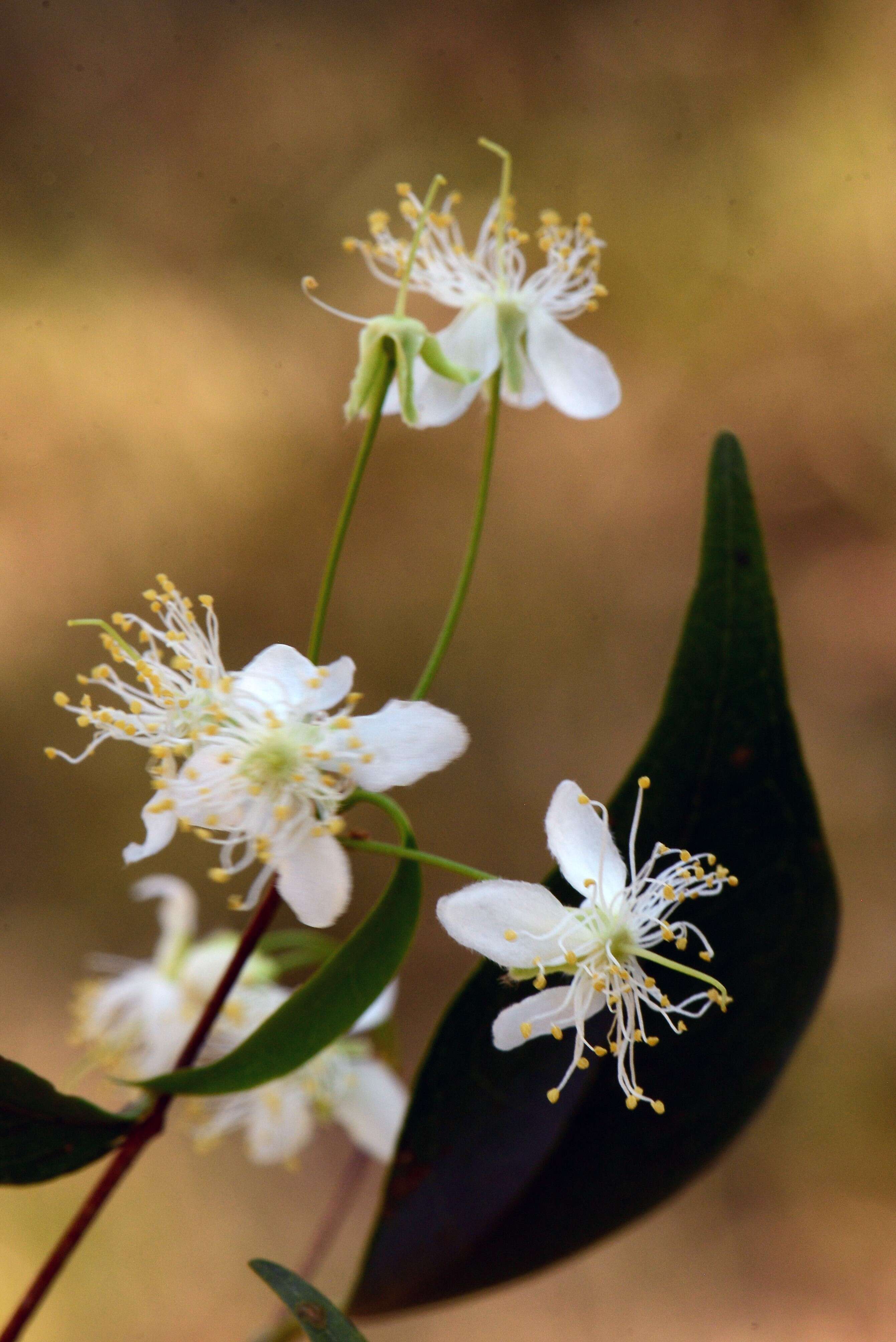 Image of Surinam cherry