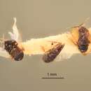 Image of Blastothrix brittanica Girault 1917