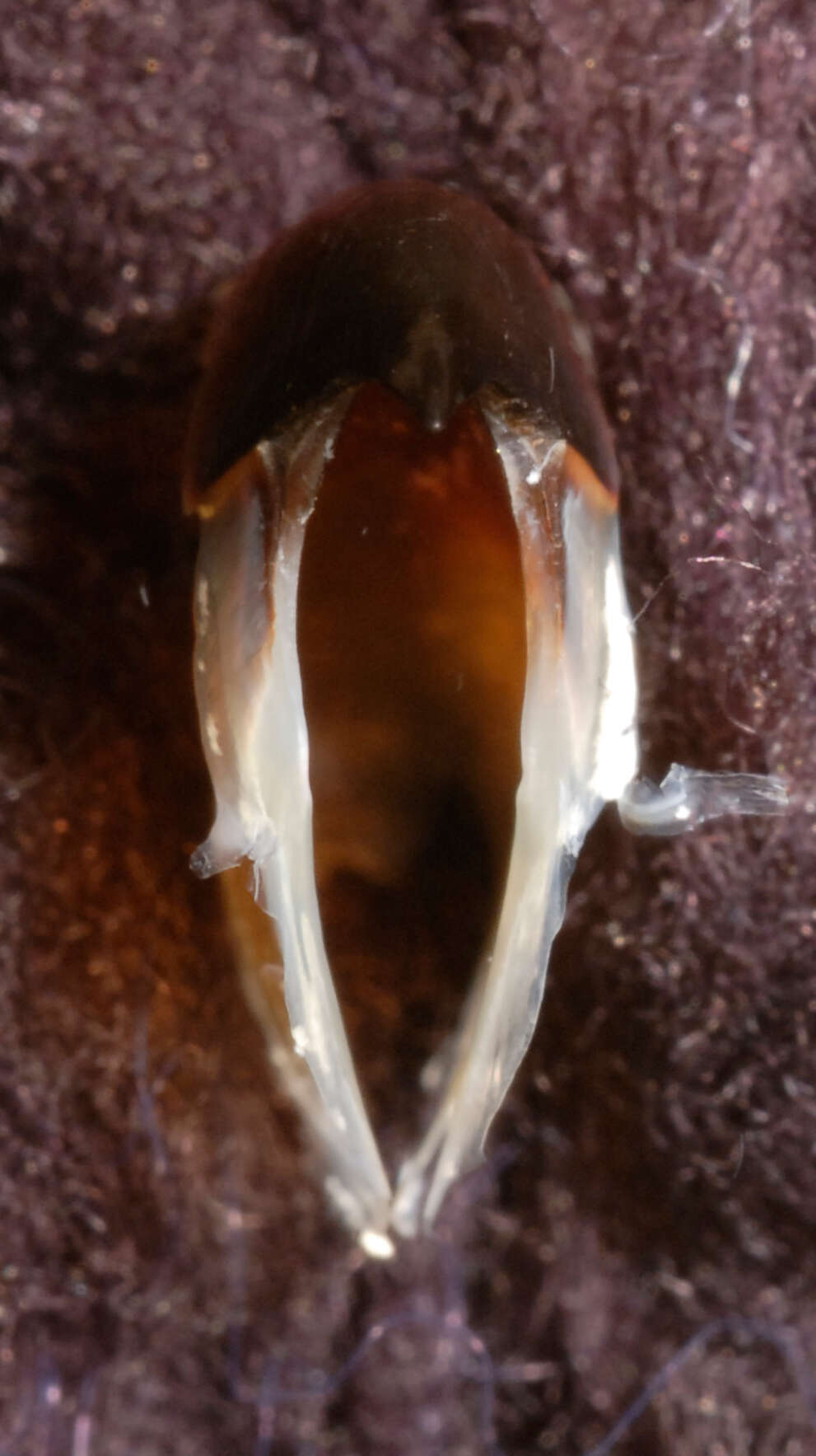Image of Coffee bean scaled squid