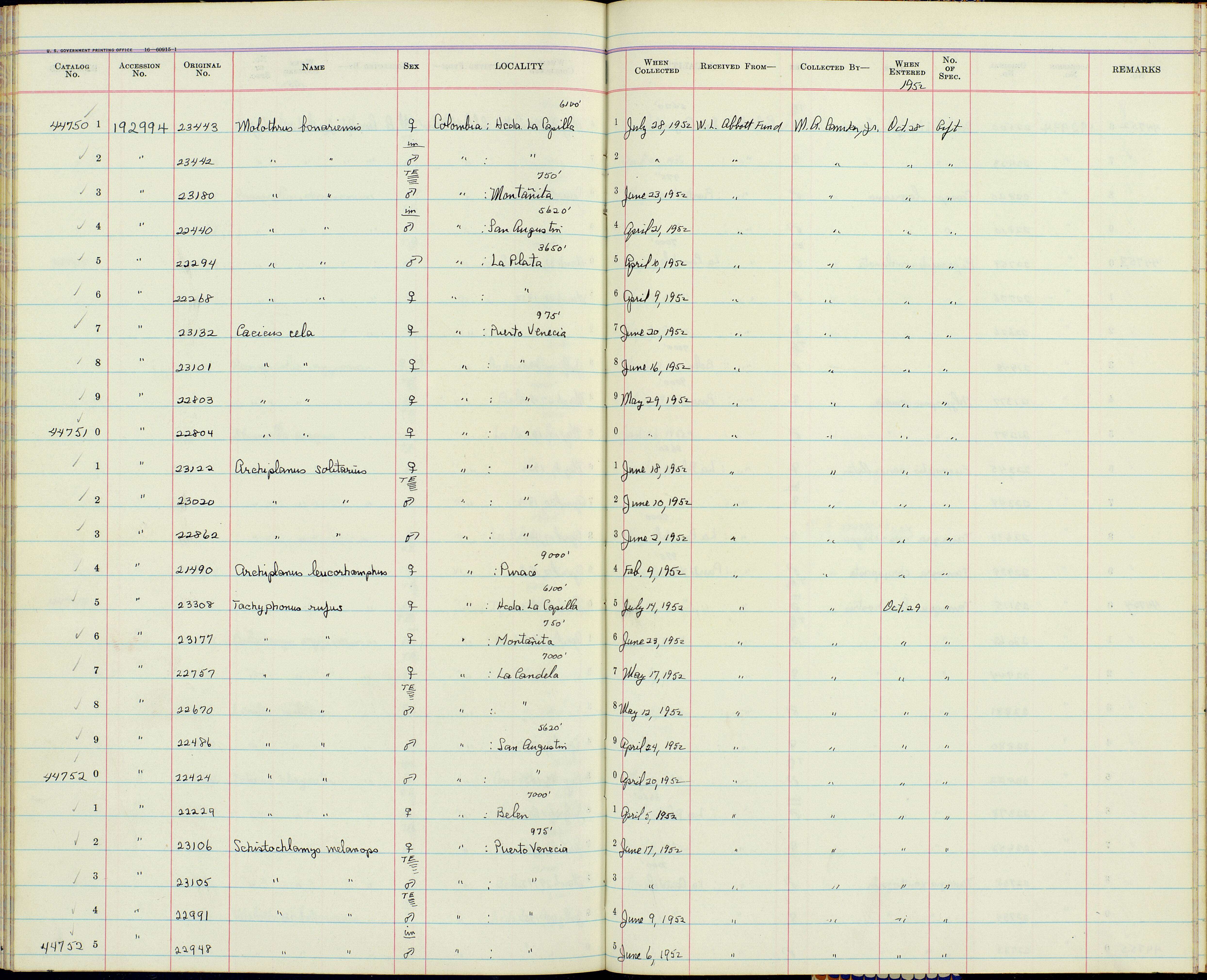 Schistochlamys melanopis aterrima Todd 1912的圖片