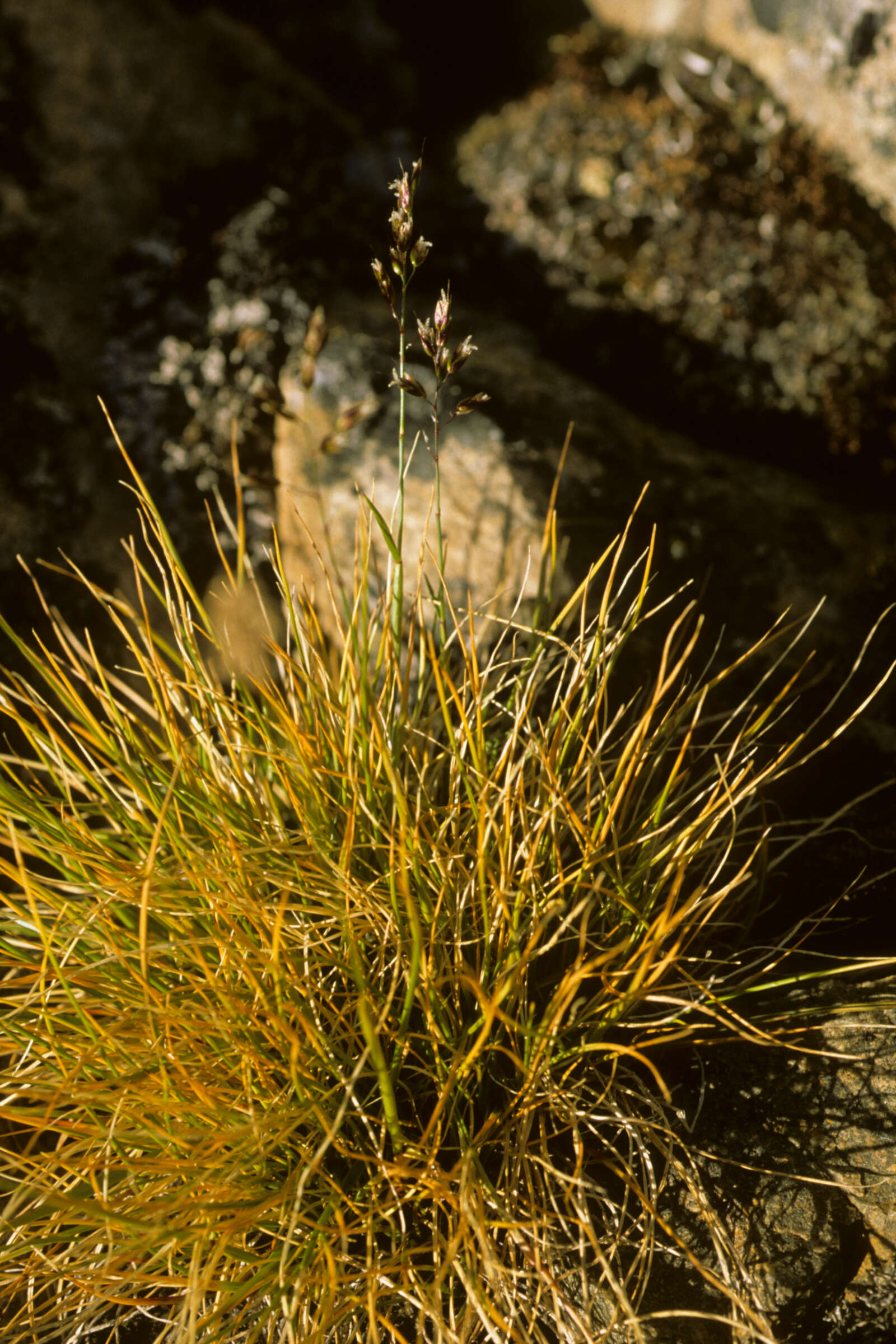 Sivun Anthoxanthum monticola (Bigelow) Veldkamp kuva