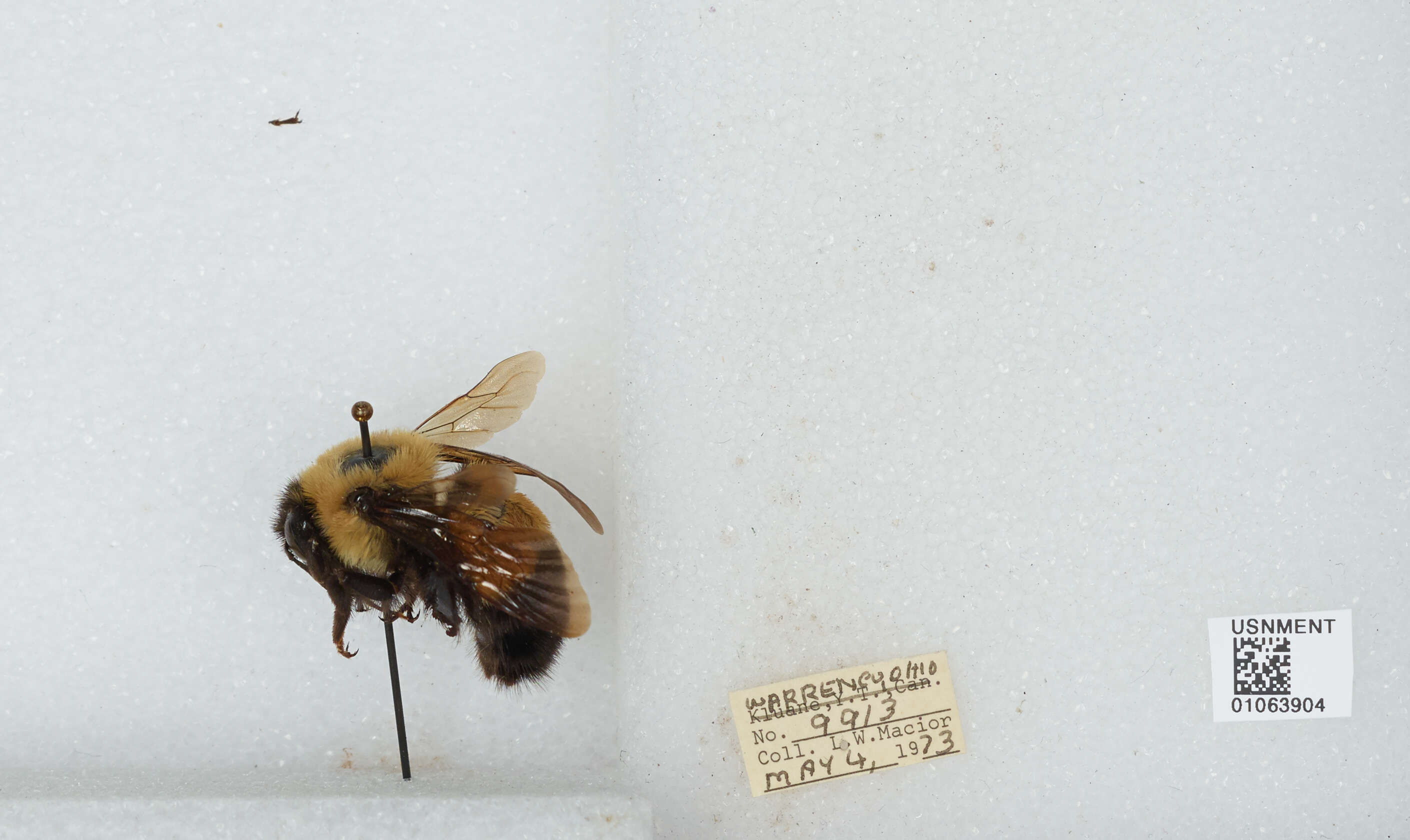 Слика од Bombus affinis Cresson 1864