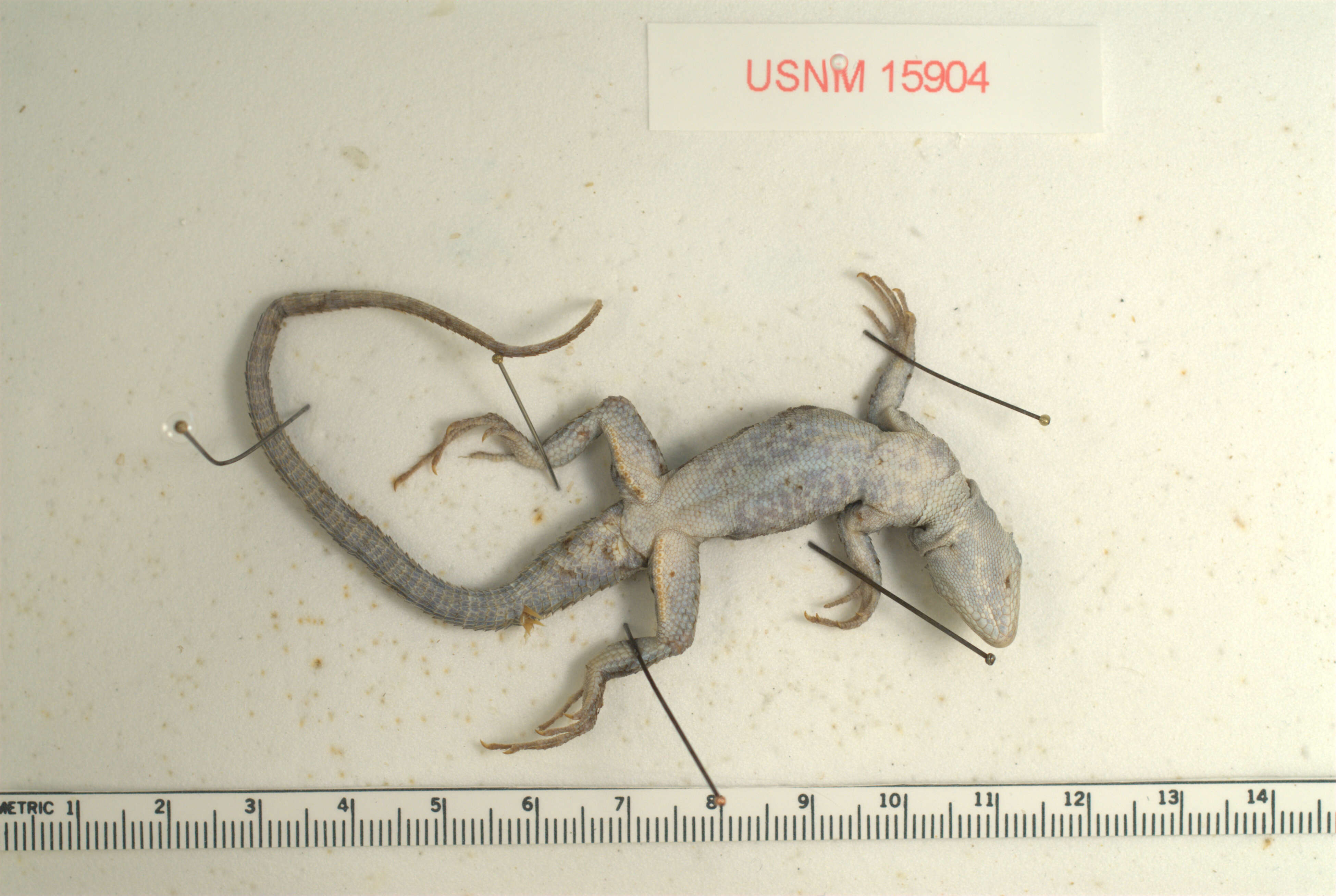 Image of Clarion Island Tree Lizard