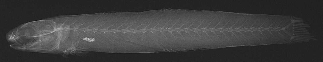 Image de Sicyopterus tauae Jordan & Seale 1906