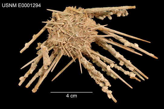 Image of Stylocidaris effluens Mortensen 1927