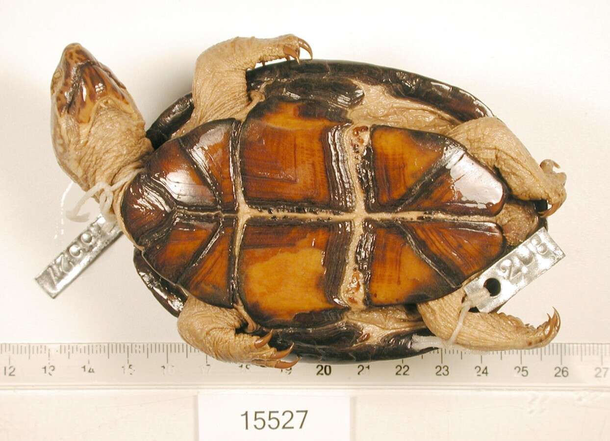 Image of Mississippi mud turtle